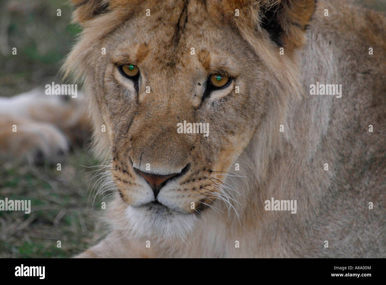 Lion Panthera leo Masai Mara National Park Kenya Africa Stock Photo - Alamy