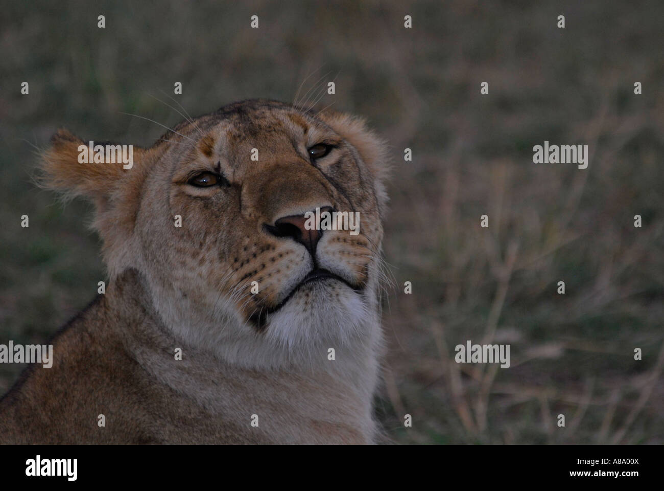 Lion Panthera leo Masai Mara National Park Kenya Africa Stock Photo - Alamy