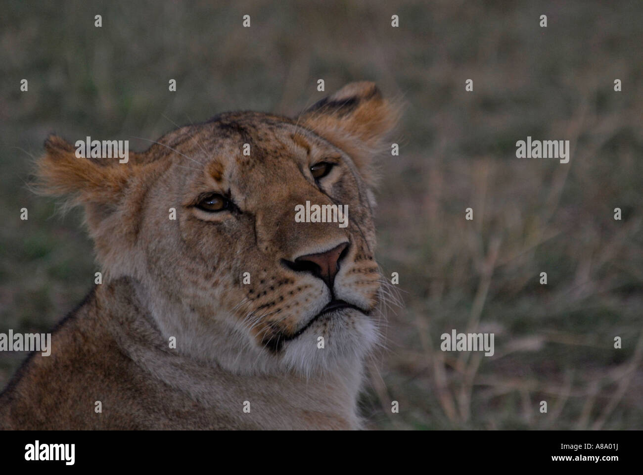 Lion Panthera leo Masai Mara National Park Kenya Africa Stock Photo - Alamy