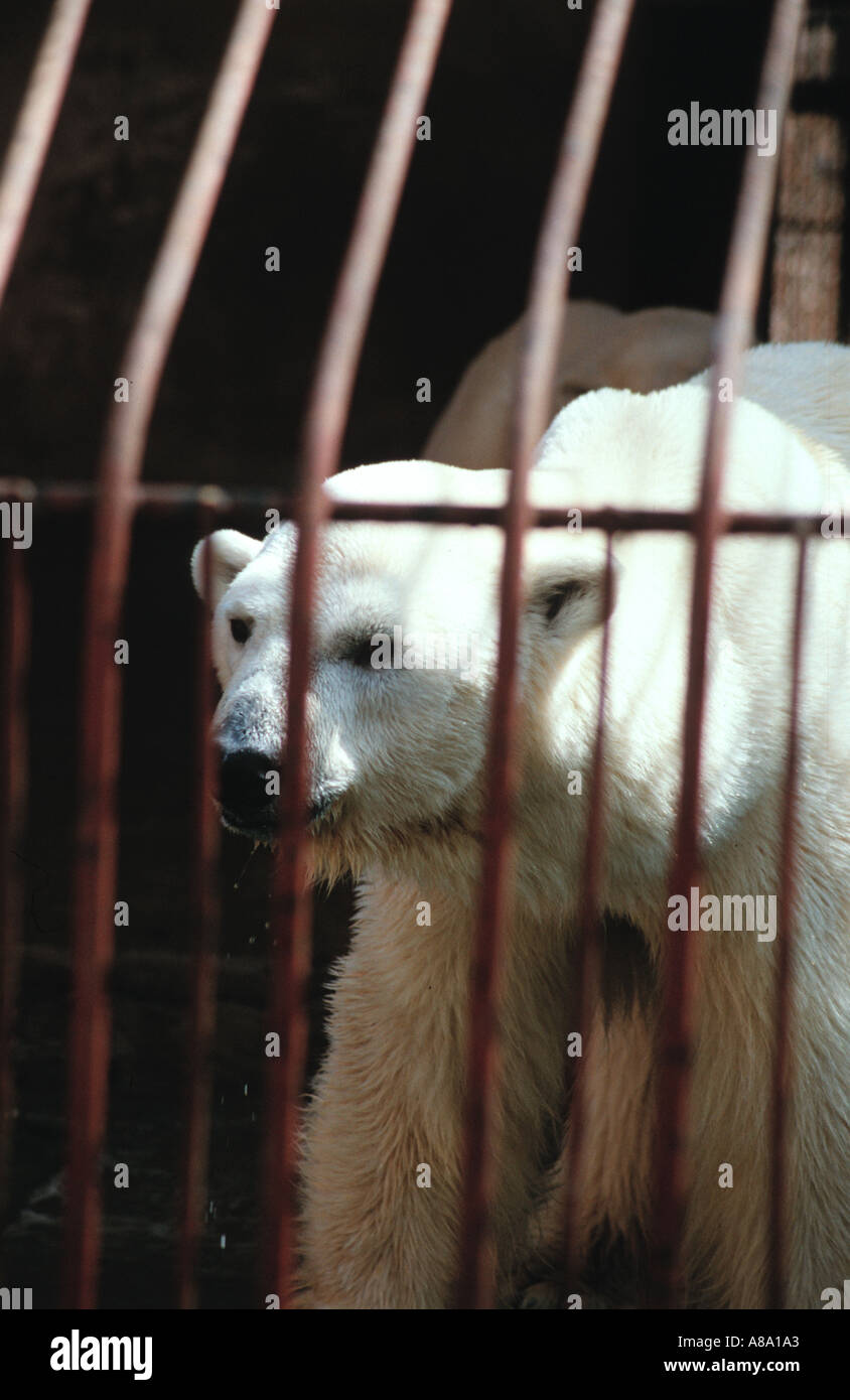 White bear in cage Stock Photo - Alamy