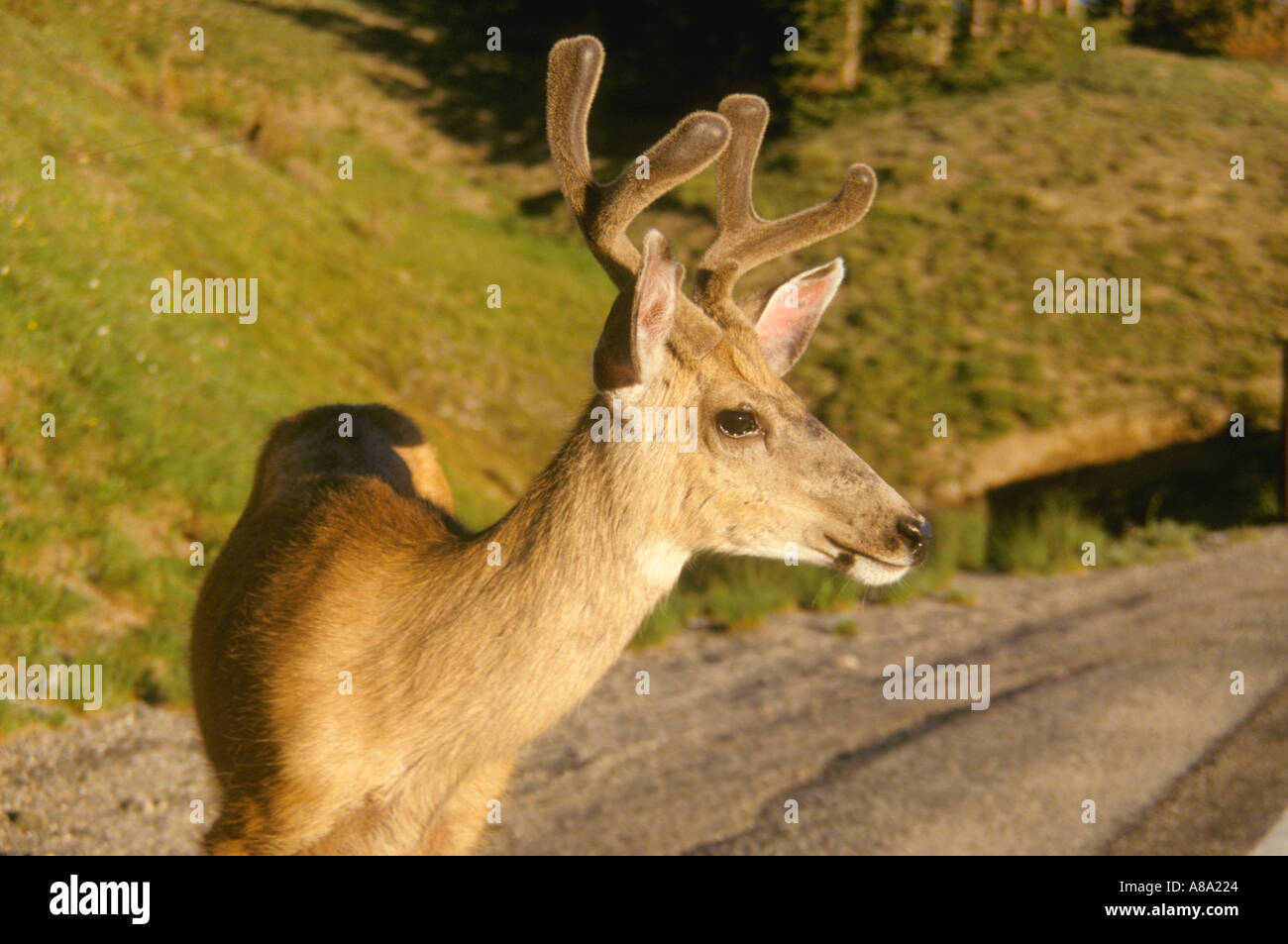 Elk in Colorado Rockies Stock Photo
