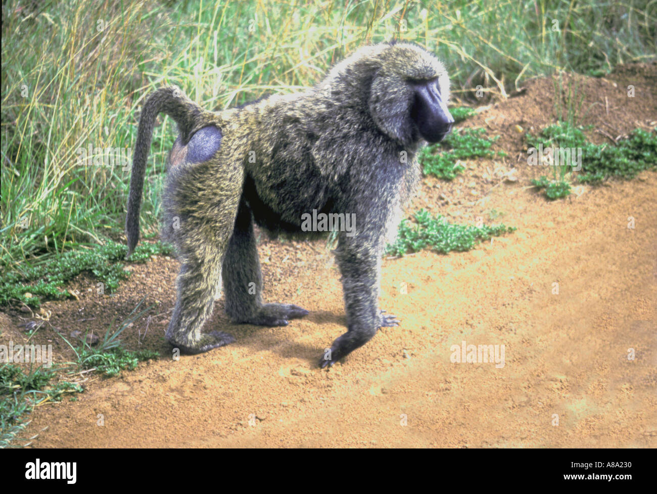 Monkey crossing road Africa Stock Photo