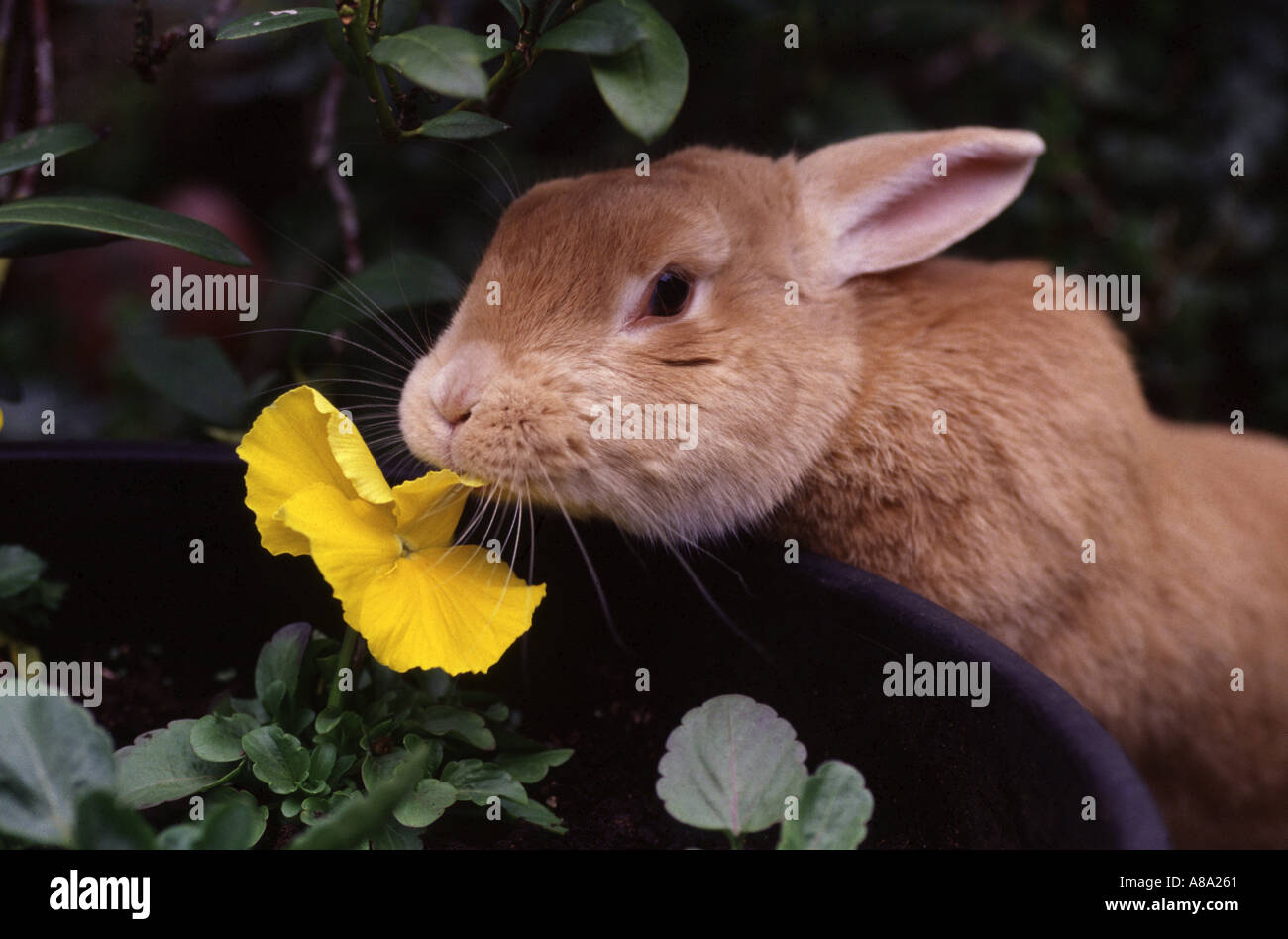 Domestic ginger coloured rabbit eating a yellow pansy in back garden Stock Photo Alamy