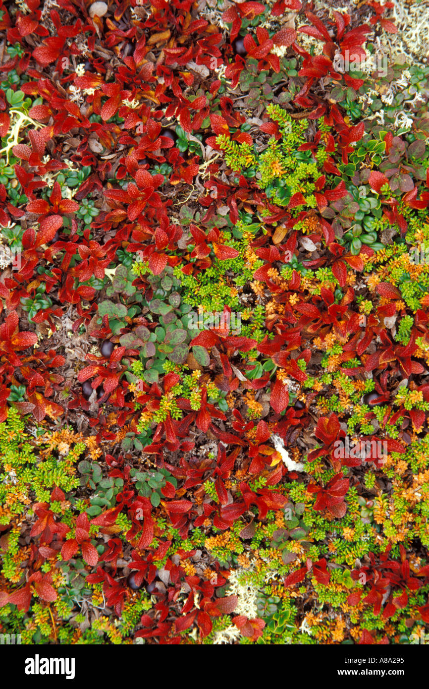 Fall ground foliage Cape Onion Newfoundland Canada Stock Photo Alamy