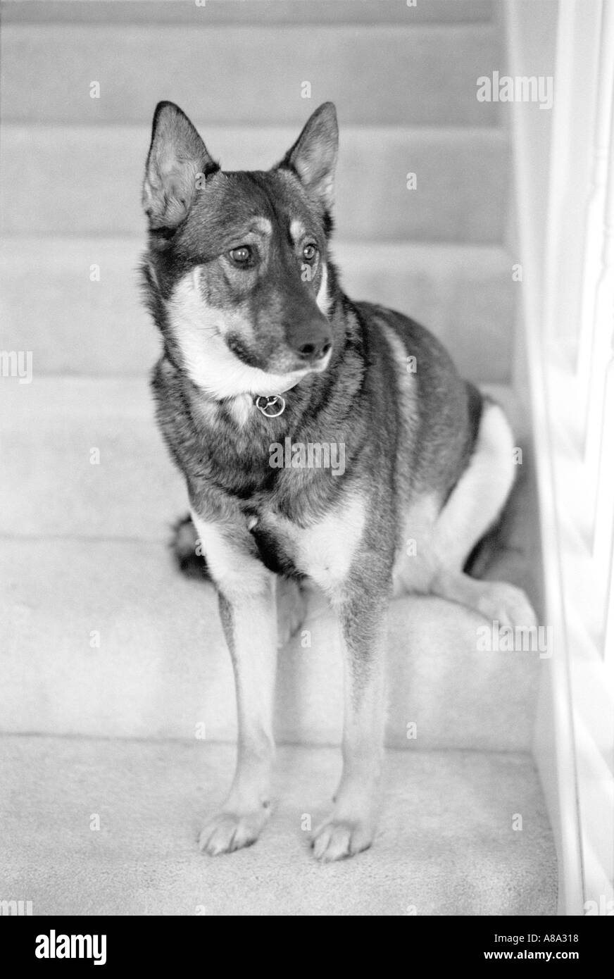 German Shepherd and Elkhound mixed breed dog sitting on stairs Stock Photo