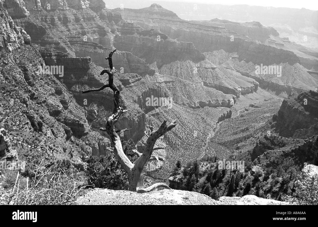 Grand Canyon Arizona USA Stock Photo