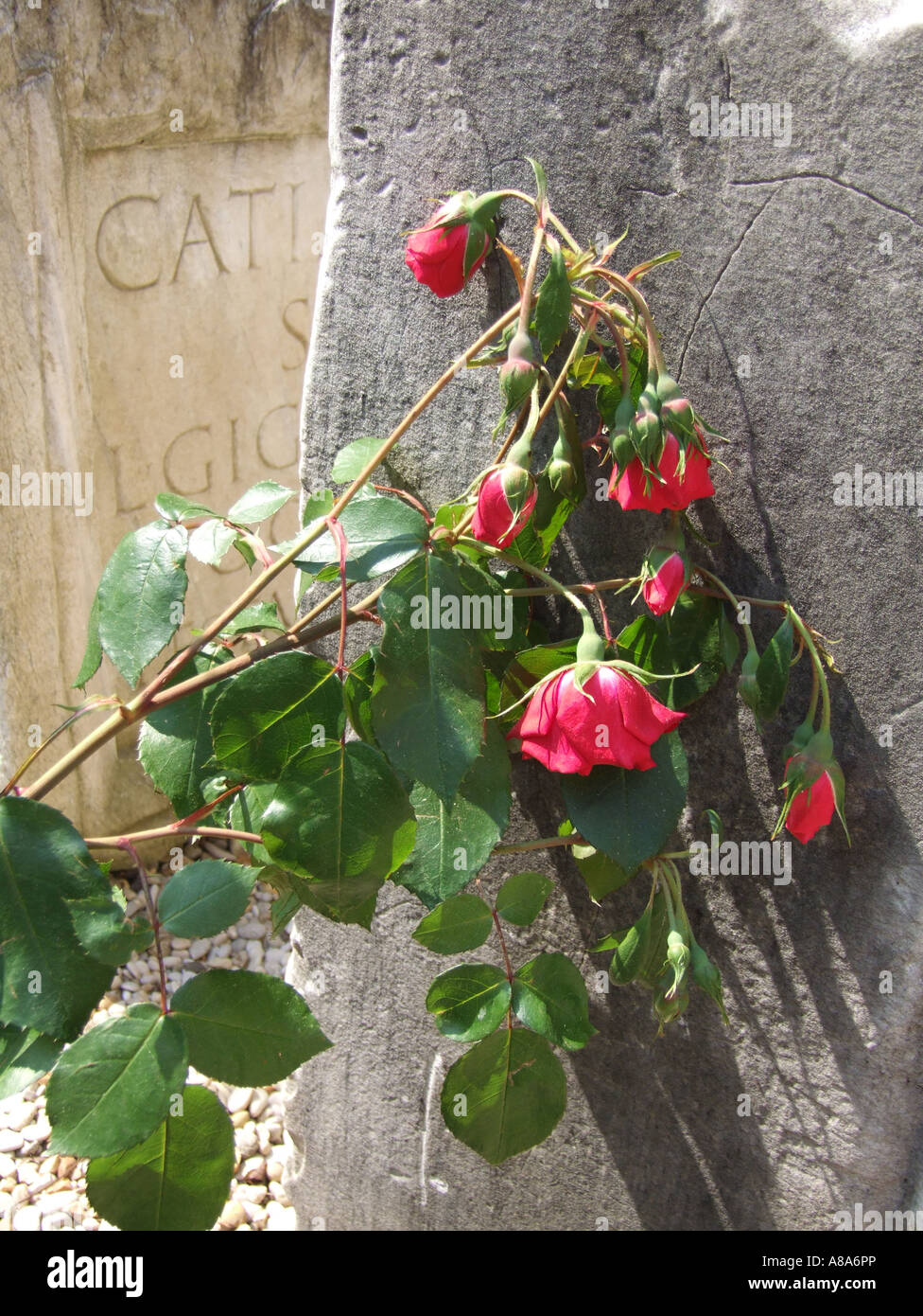 Red roses monument rome hi-res stock photography and images - Alamy