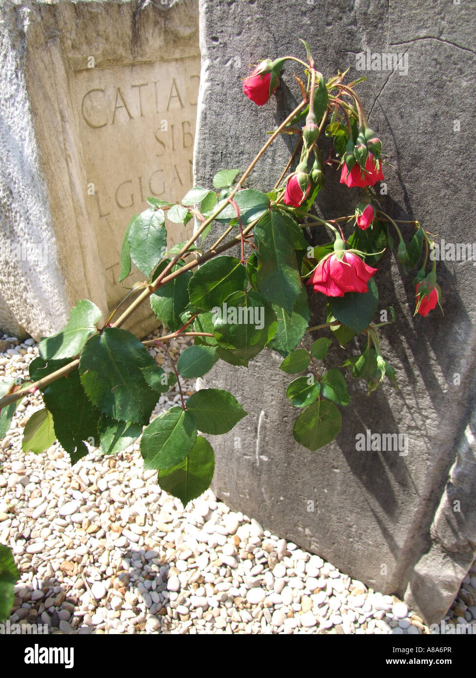 red roses at the diocletian baths museum in rome Stock Photo - Alamy