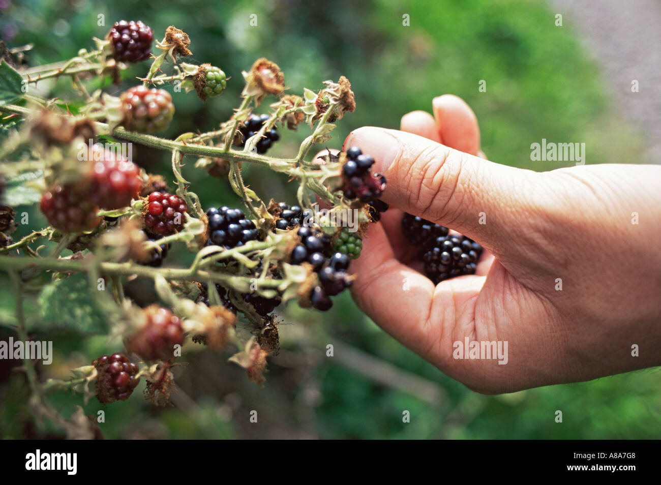 Blackberry picking Stock Photo Alamy