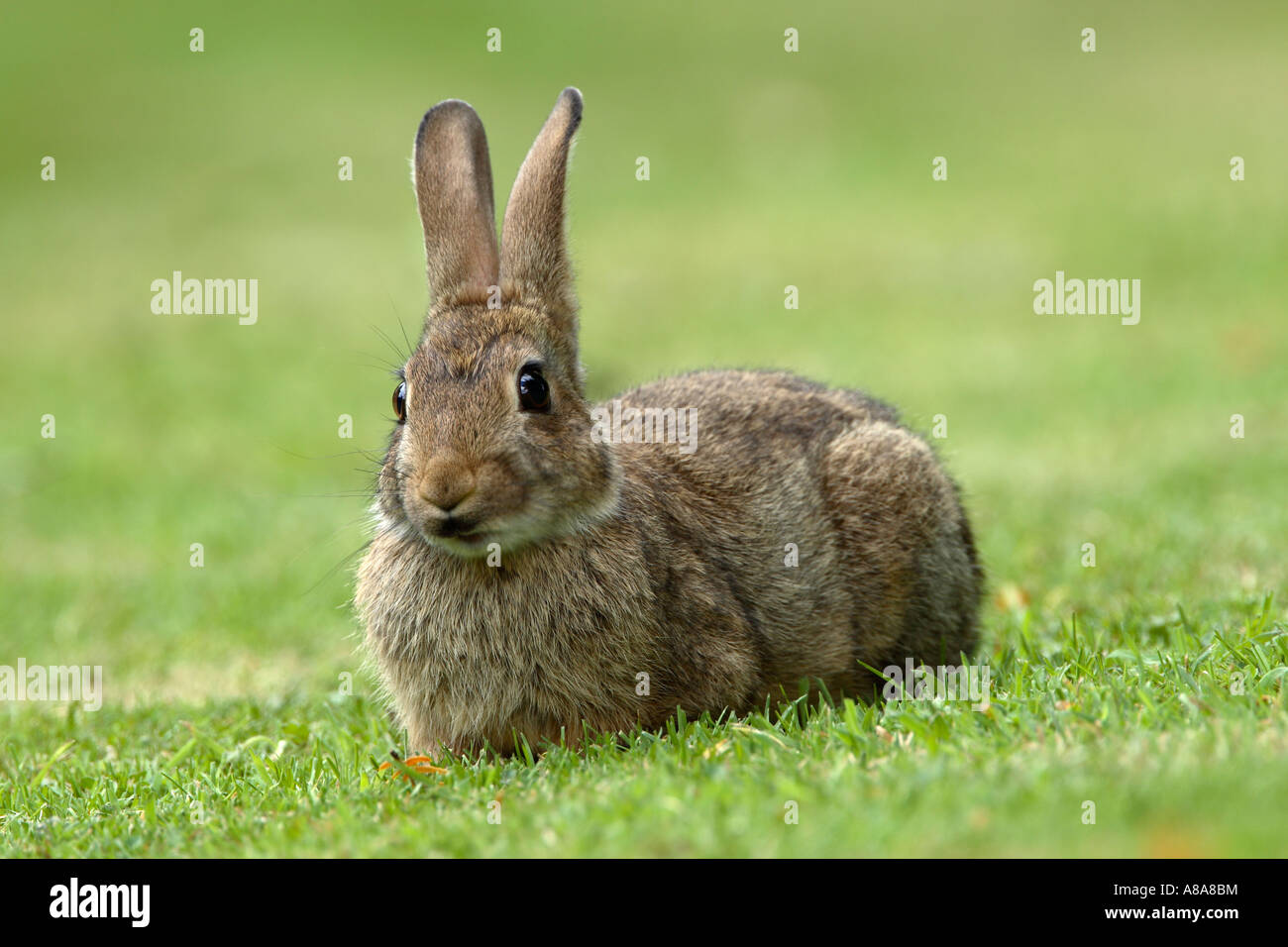 Wild Rabbit Short Wild rabbit Oryctolagus cuniculus on short grass Stock Photo - Alamy