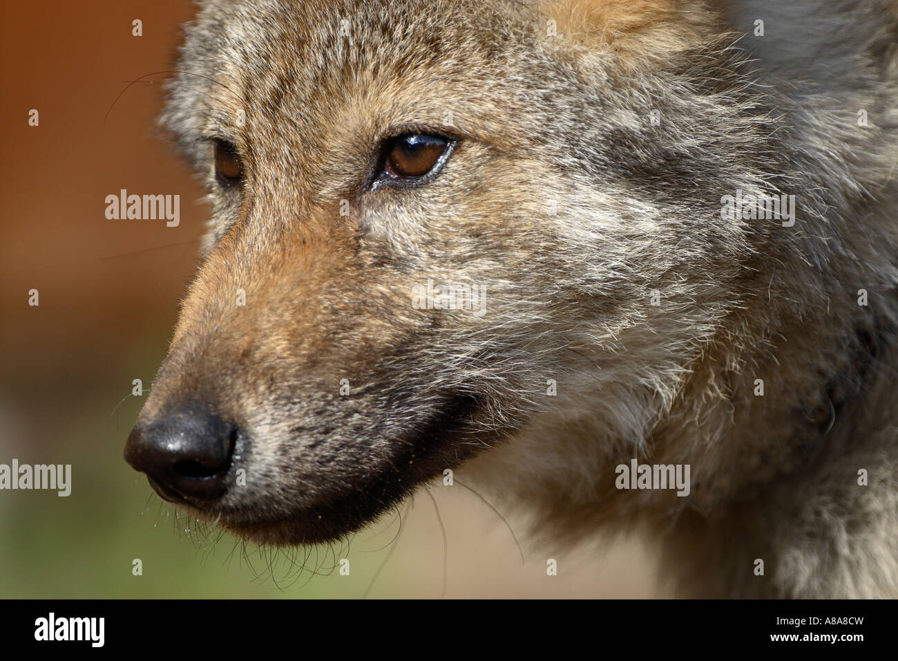 European wolf Canis lupus pup close up on face Stock Photo - Alamy