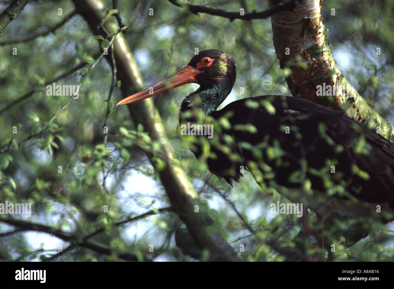 Black Stork, Ciconia nigra Stock Photo