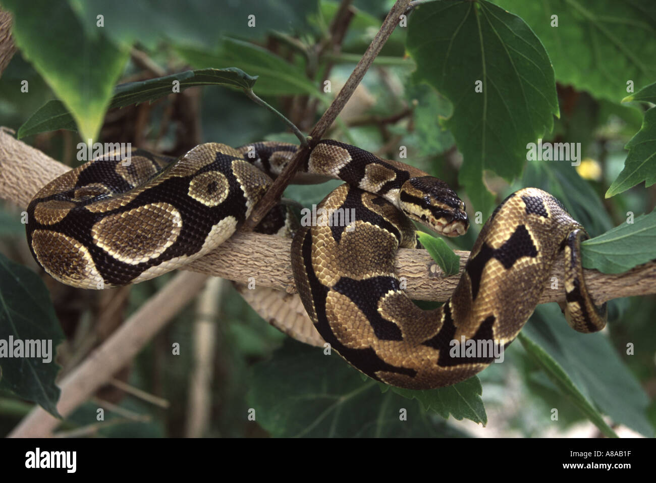 A royal or ball python, Python regius Stock Photo