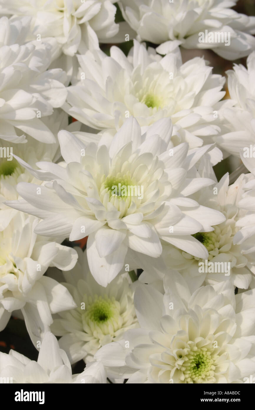 Chrysanthemums plant hi-res stock photography and images - Alamy