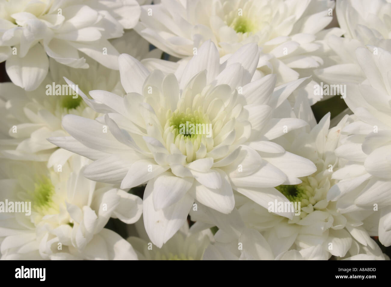 White chrysanthemums in bouquet hi-res stock photography and images - Alamy