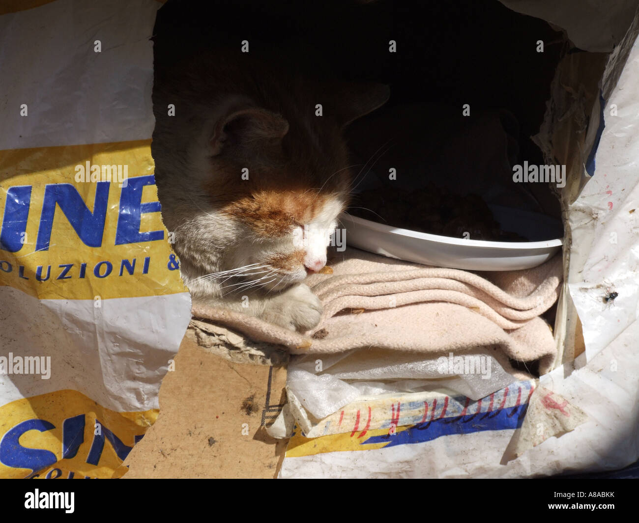 stray cat sleeping in cardboard box in rome Stock Photo Alamy