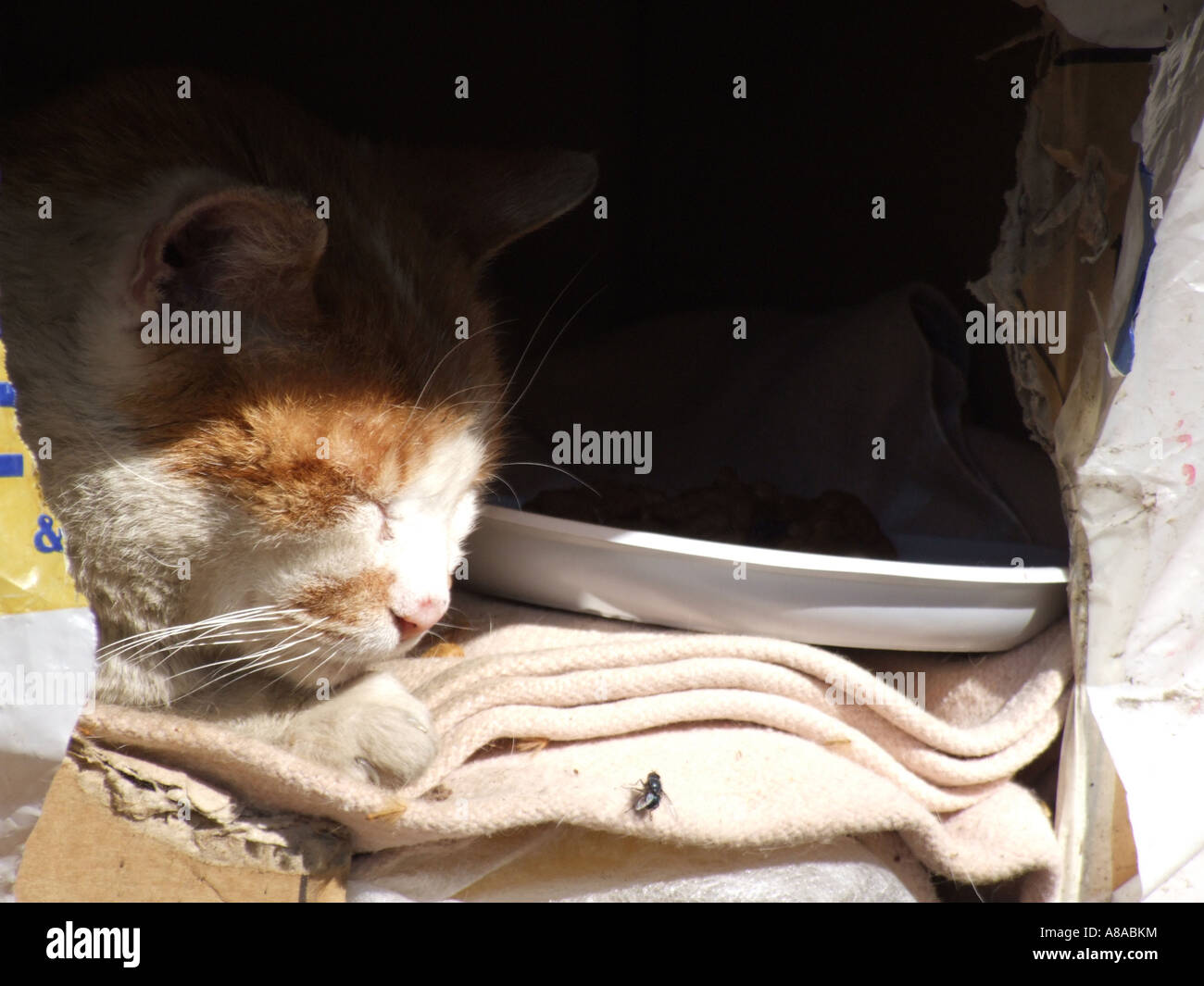 stray cat sleeping in cardboard box in rome Stock Photo Alamy