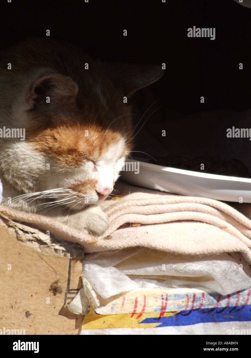 stray cat sleeping in cardboard box in rome Stock Photo Alamy