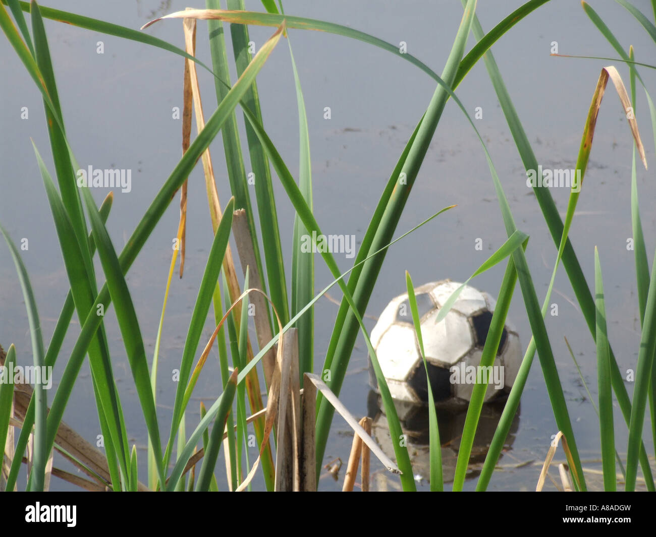 lost ball in lake Stock Photo Alamy