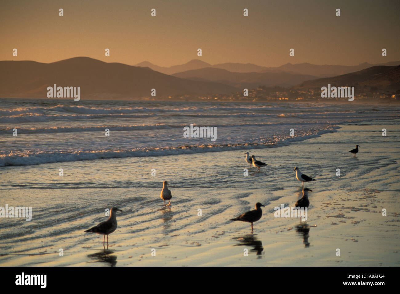 Seagulls on sand beach in surf zone Morro Strand State Beach at sunset near Cayucos and Morro Bay California Stock Photo
