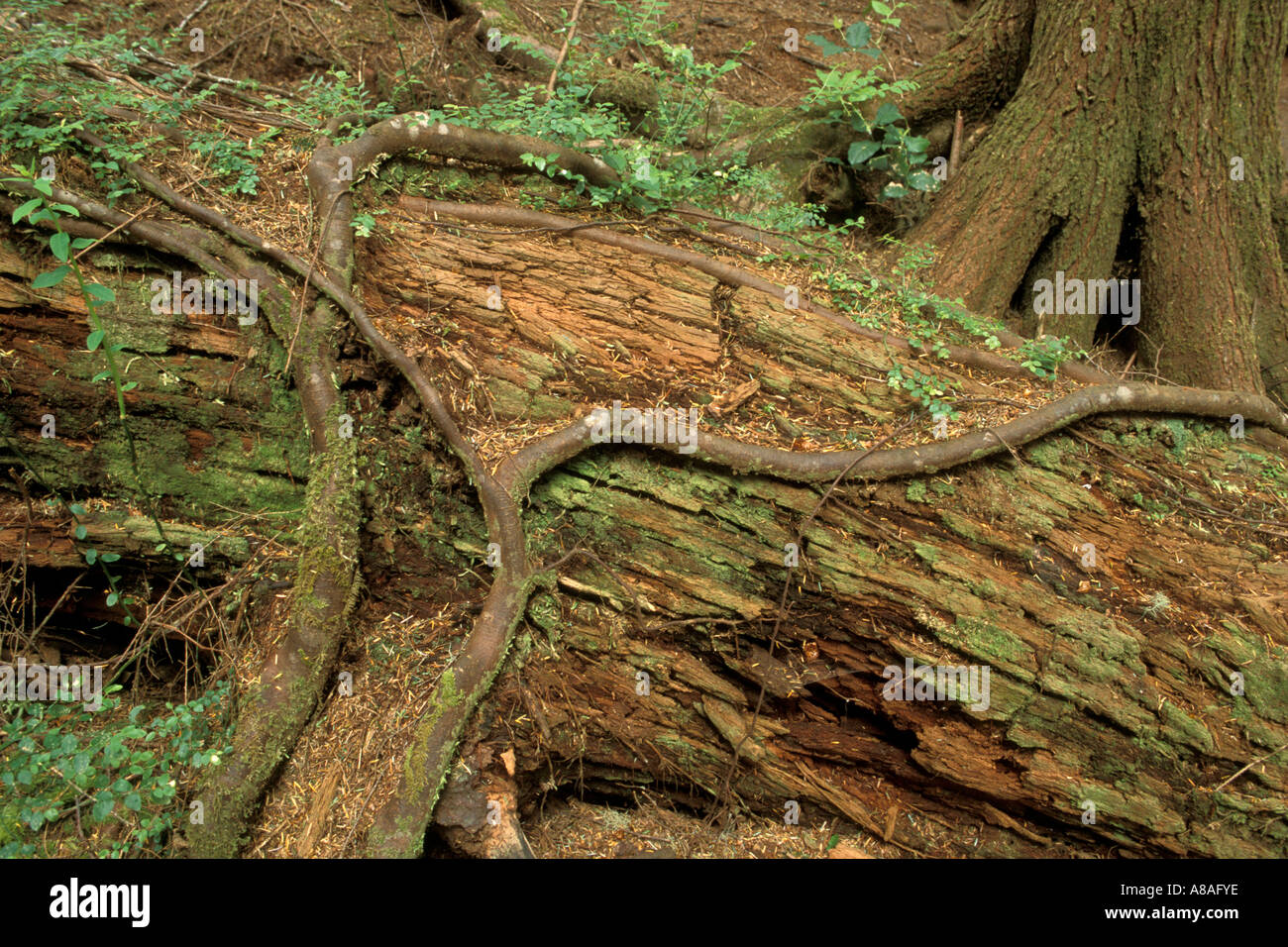 Tap root rossing fallen tree log bark in lush forest Beverely Beach State Park Oregon Stock Photo