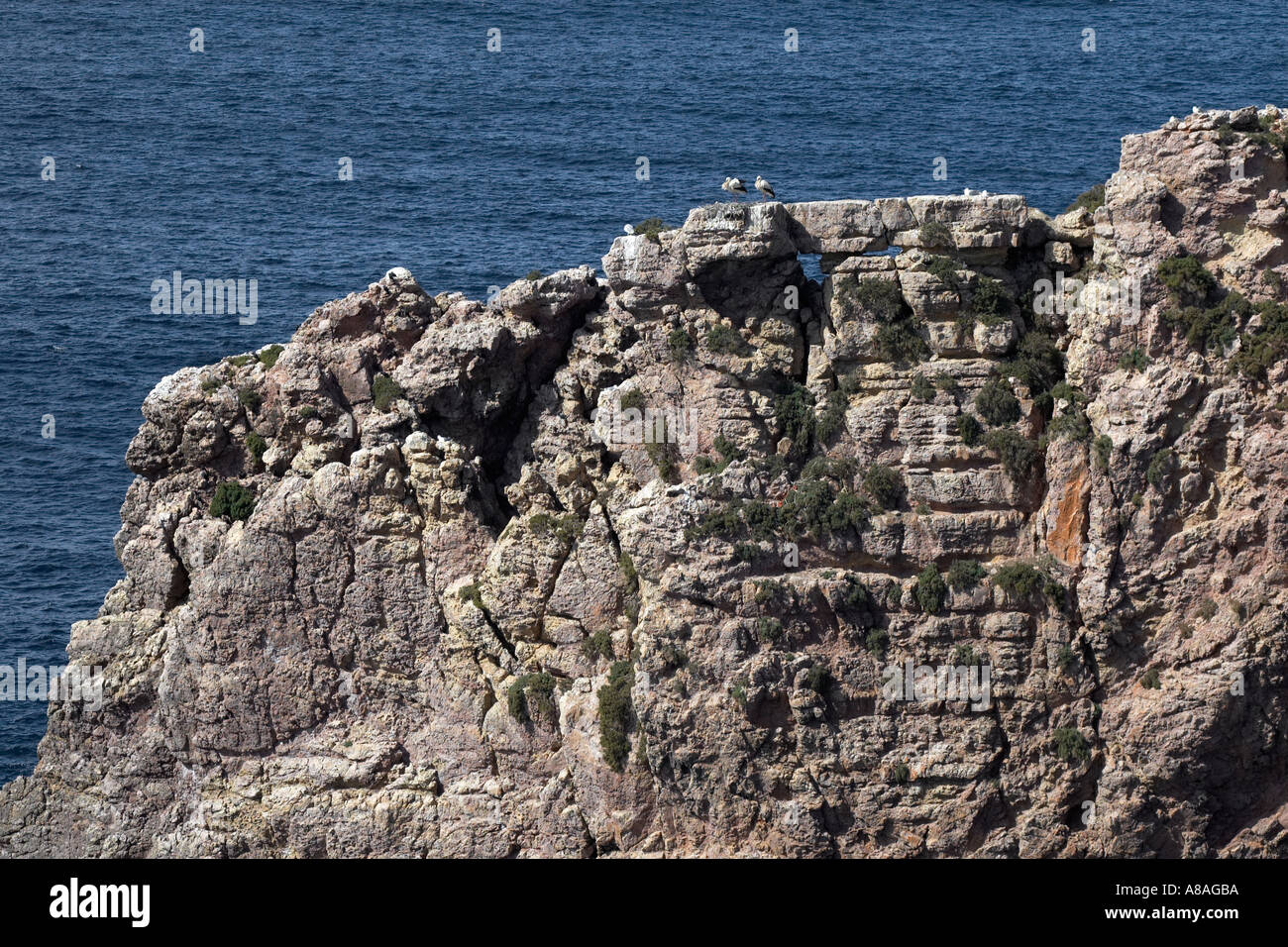 Pair of storks nesting at sea on a rocky outcrop at Carrapateira Algarve Portugal Stock Photo