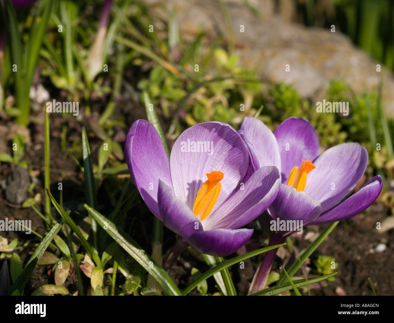 Spring flowers in an English garden Stock Photo