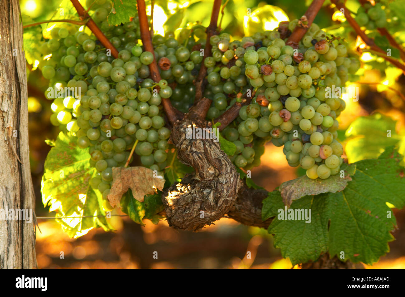 Bunches of Semillon grapes that are far from ready to pick on an old vine - Chateau Haut Bergeron, Sauternes, Bordeaux Stock Photo