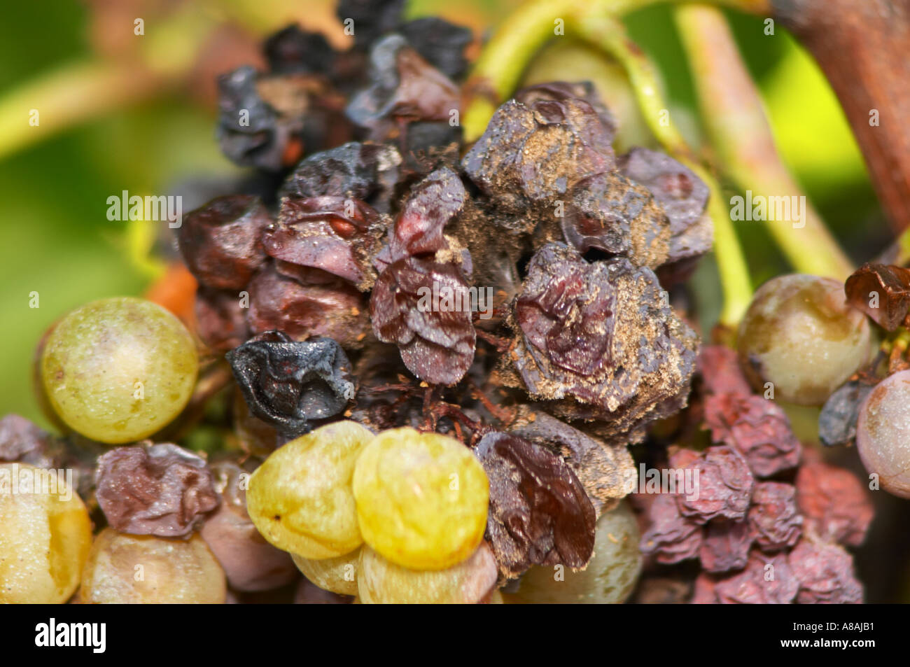 Bunches of Semillon grapes that are almost ready to pick on an old vine - Chateau Haut Bergeron, Sauternes, Bordeaux Stock Photo