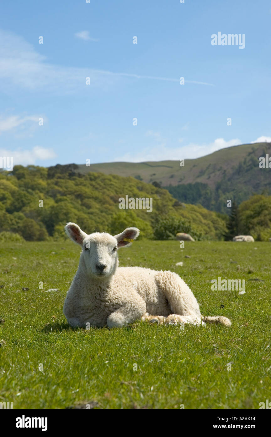 Lamb sat in a field enjoying the sunshine Stock Photo