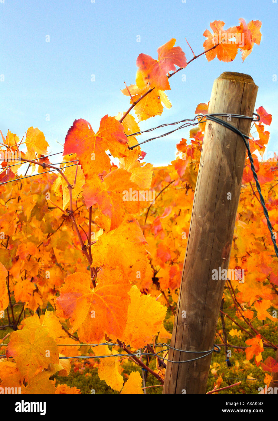 coulorful leaves on a vine hebstlich gefärbtes Weinlaub Stock Photo