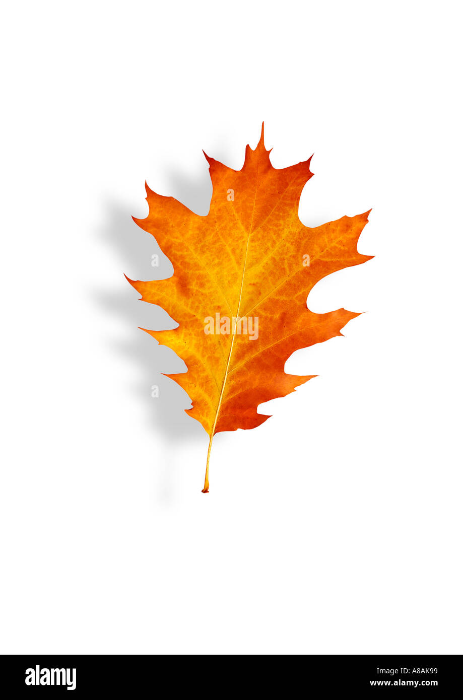 detail of a oak leave in autumn Detail buntes Eichenblatt im Herbst Stock Photo
