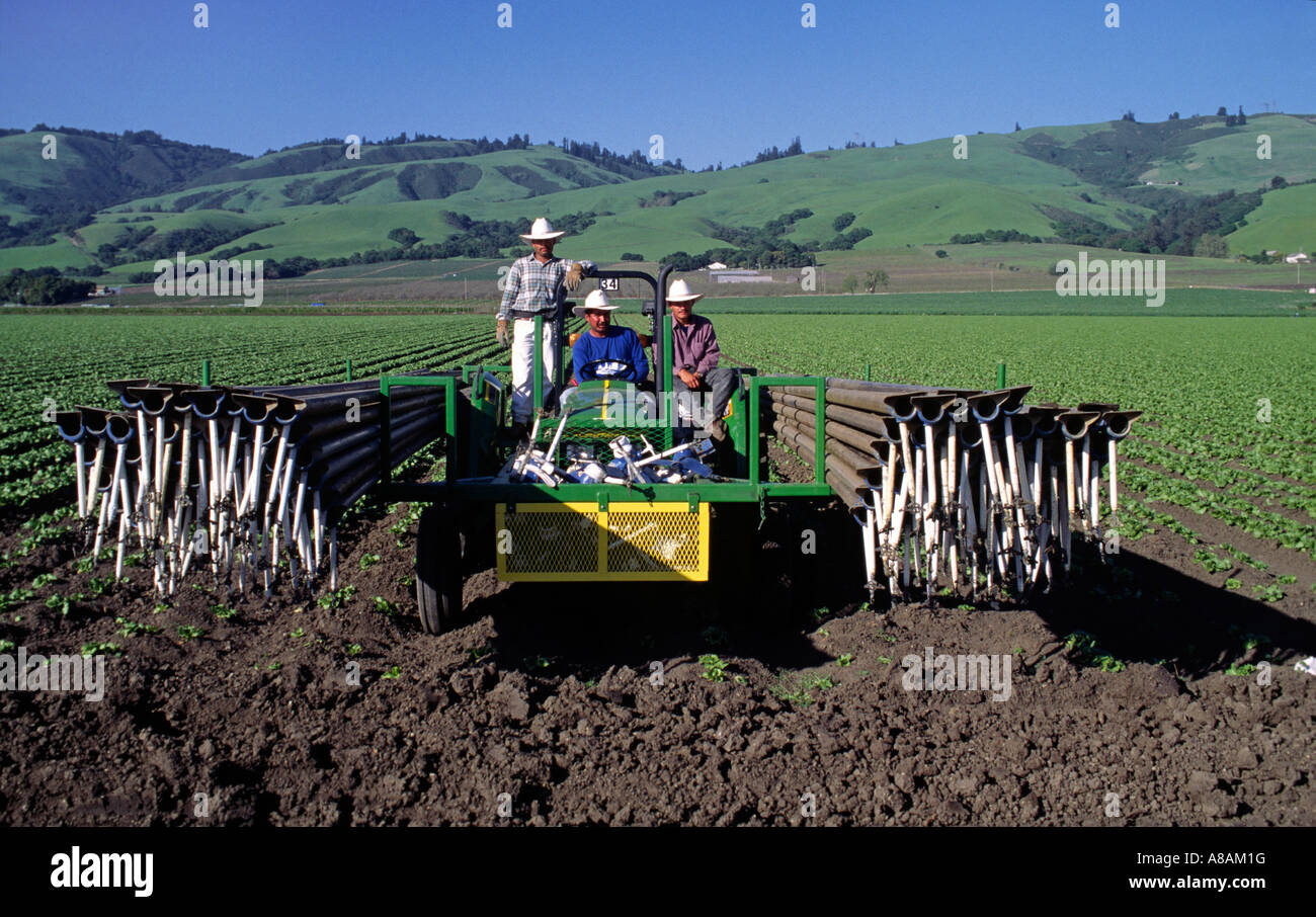 Move irrigation pipe in a lettuce field hires stock photography and