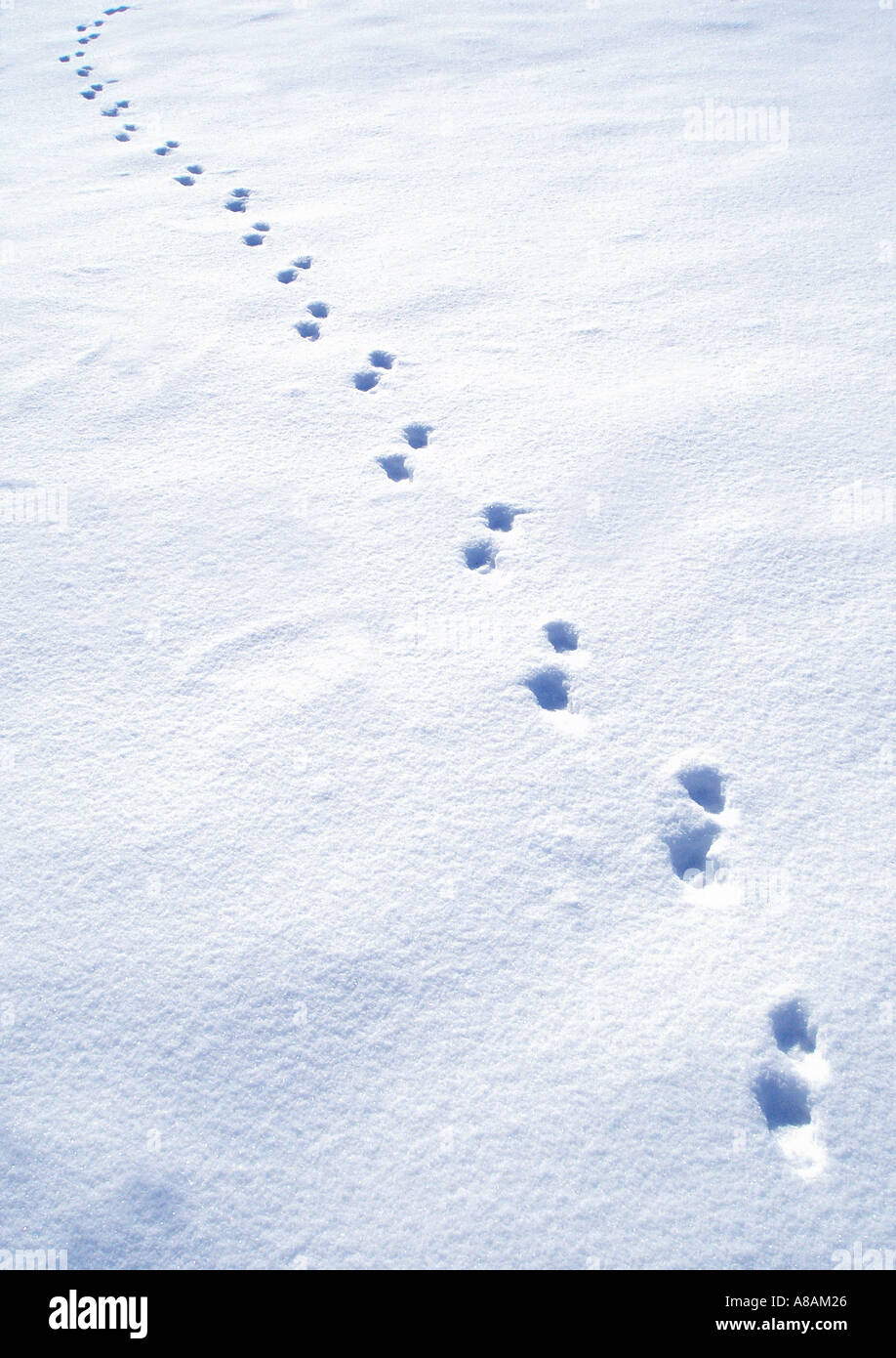 animal footprints in the snow Tierspuren im Schnee Stock Photo