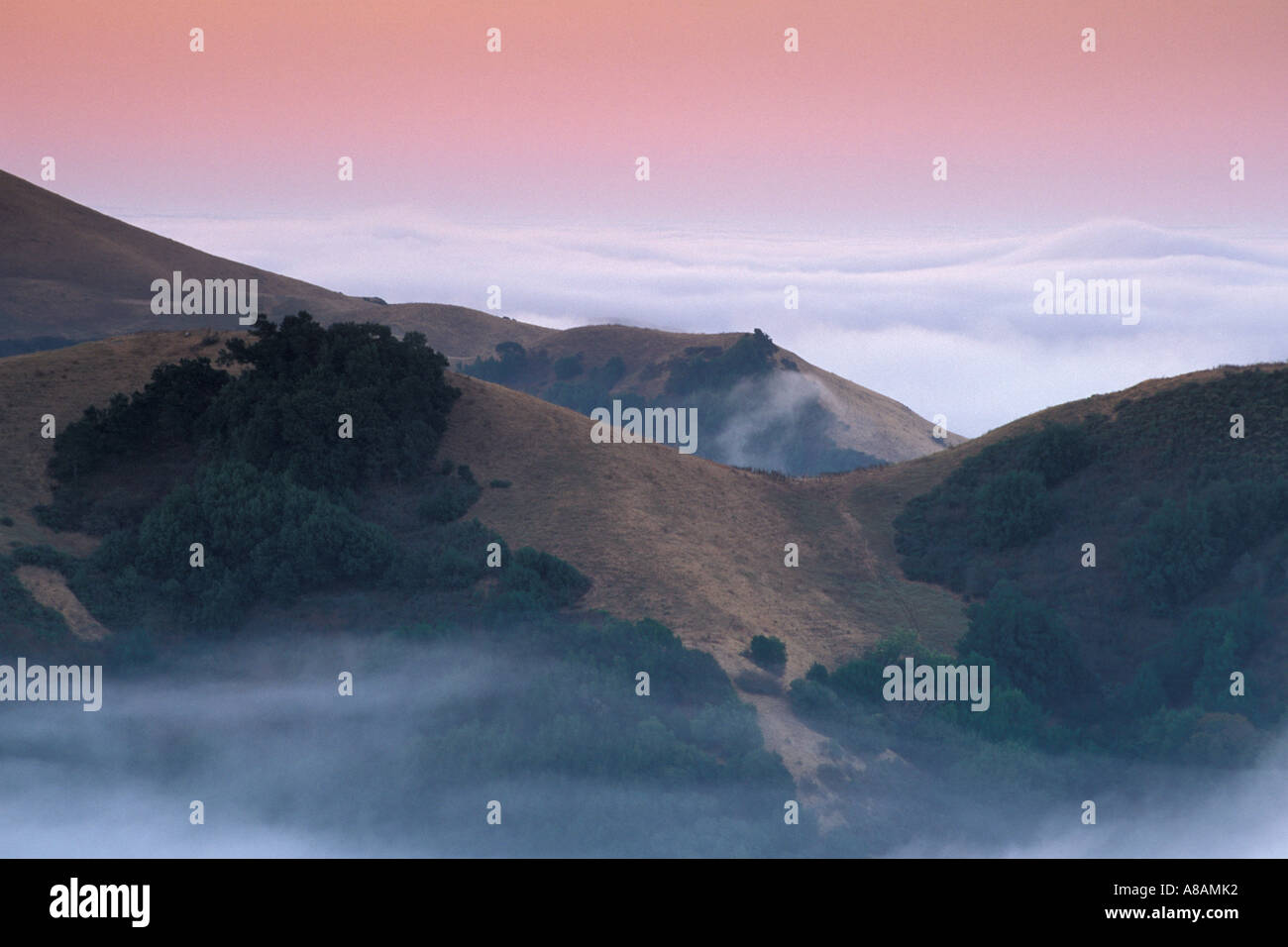 Rolling hills golden grass oak hi-res stock photography and images - Alamy