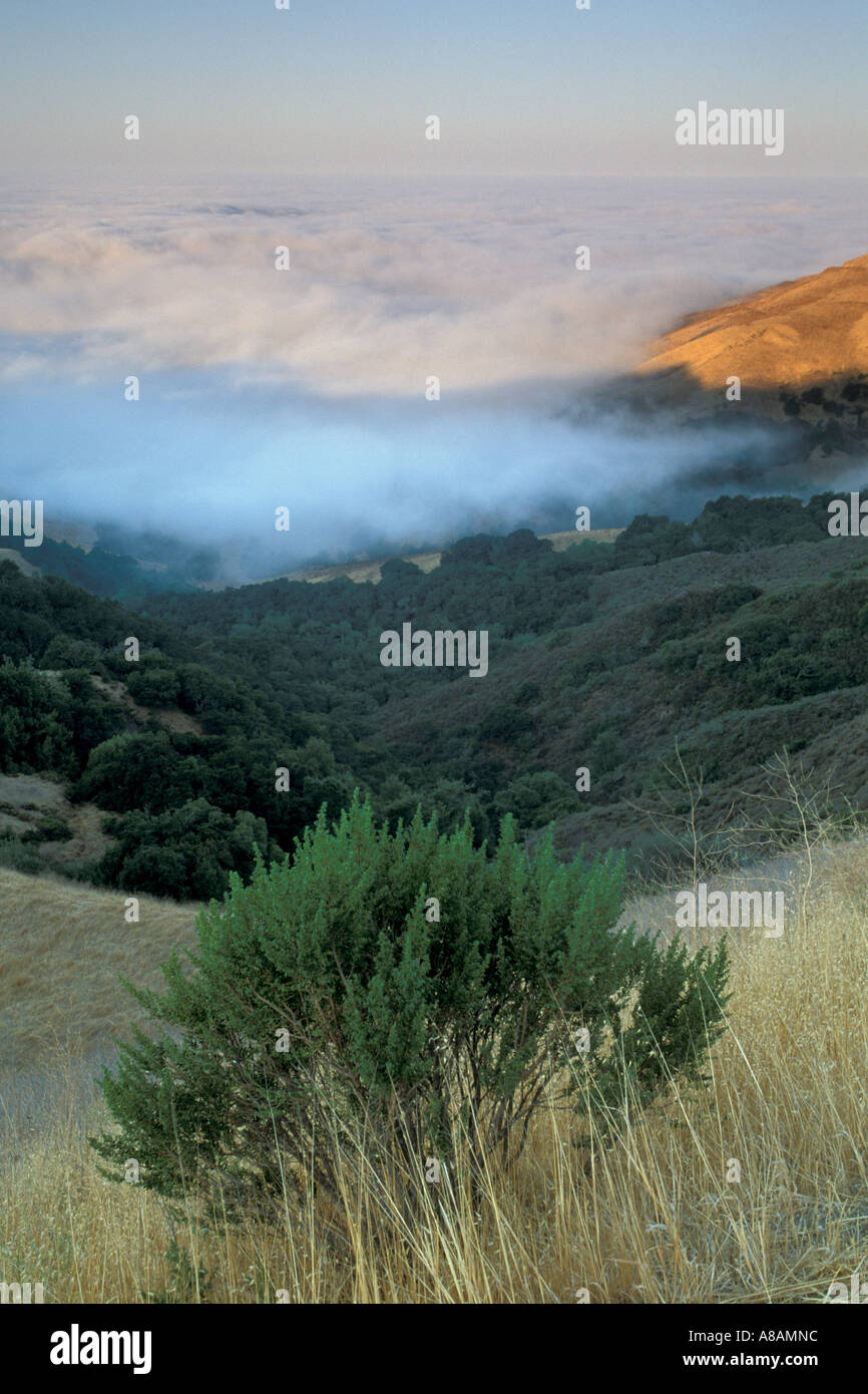 Rolling hills golden grass oak hi-res stock photography and images - Alamy