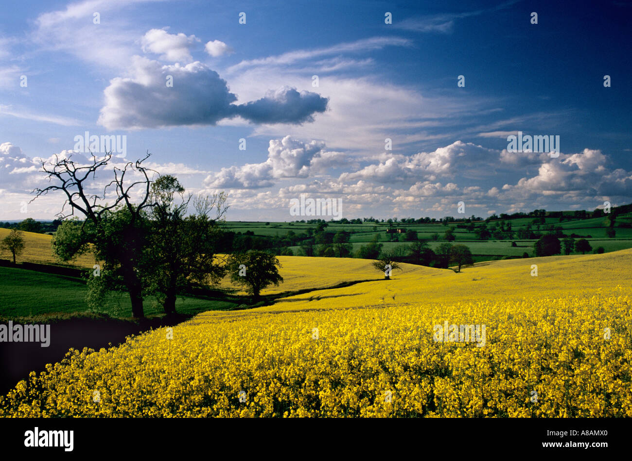 Oil seed rape field in Oxfordshire England Stock Photo - Alamy