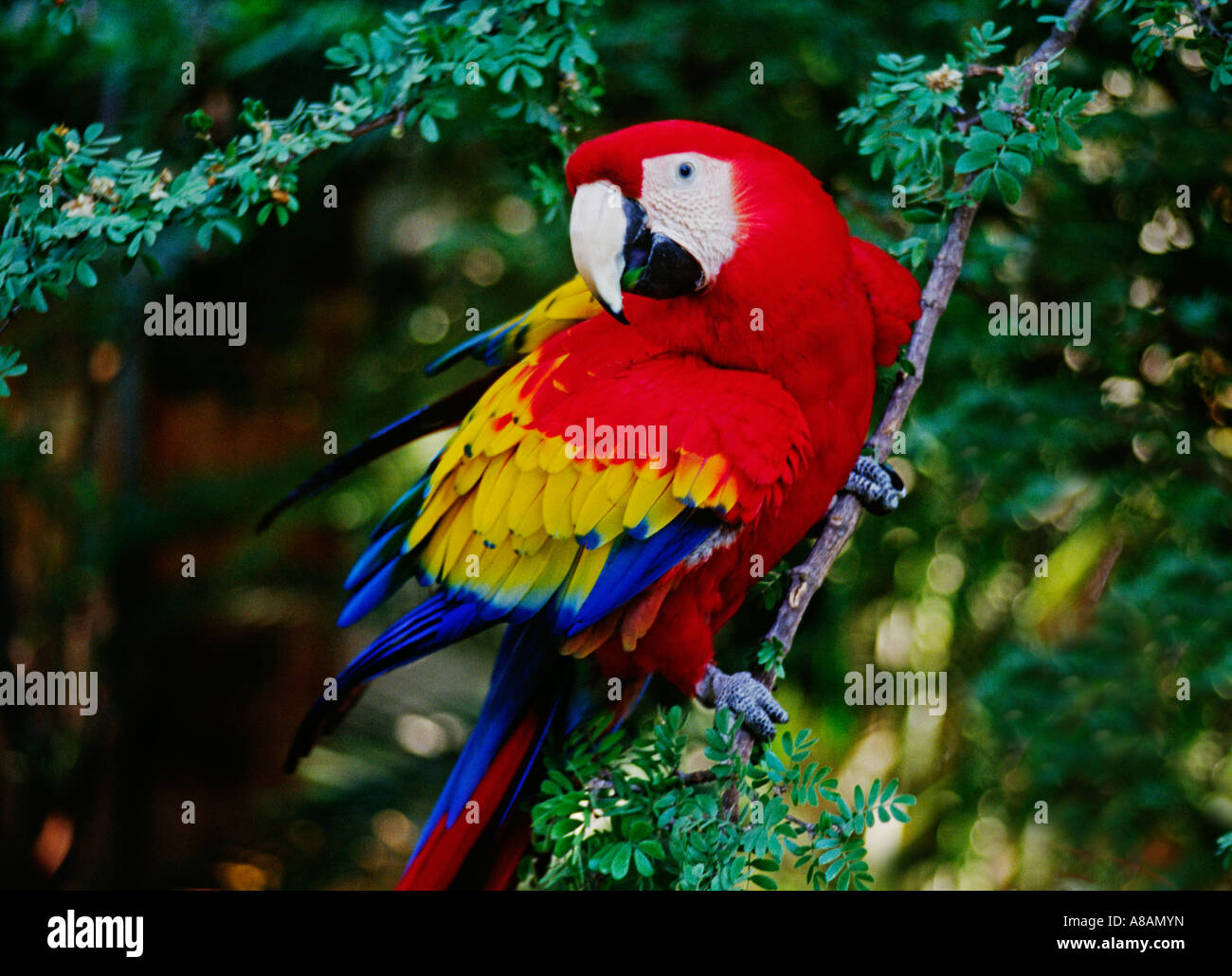 SCARLET MACAW Ara macao the beauty of the RAINFOREST GUATEMALA Stock Photo  - Alamy