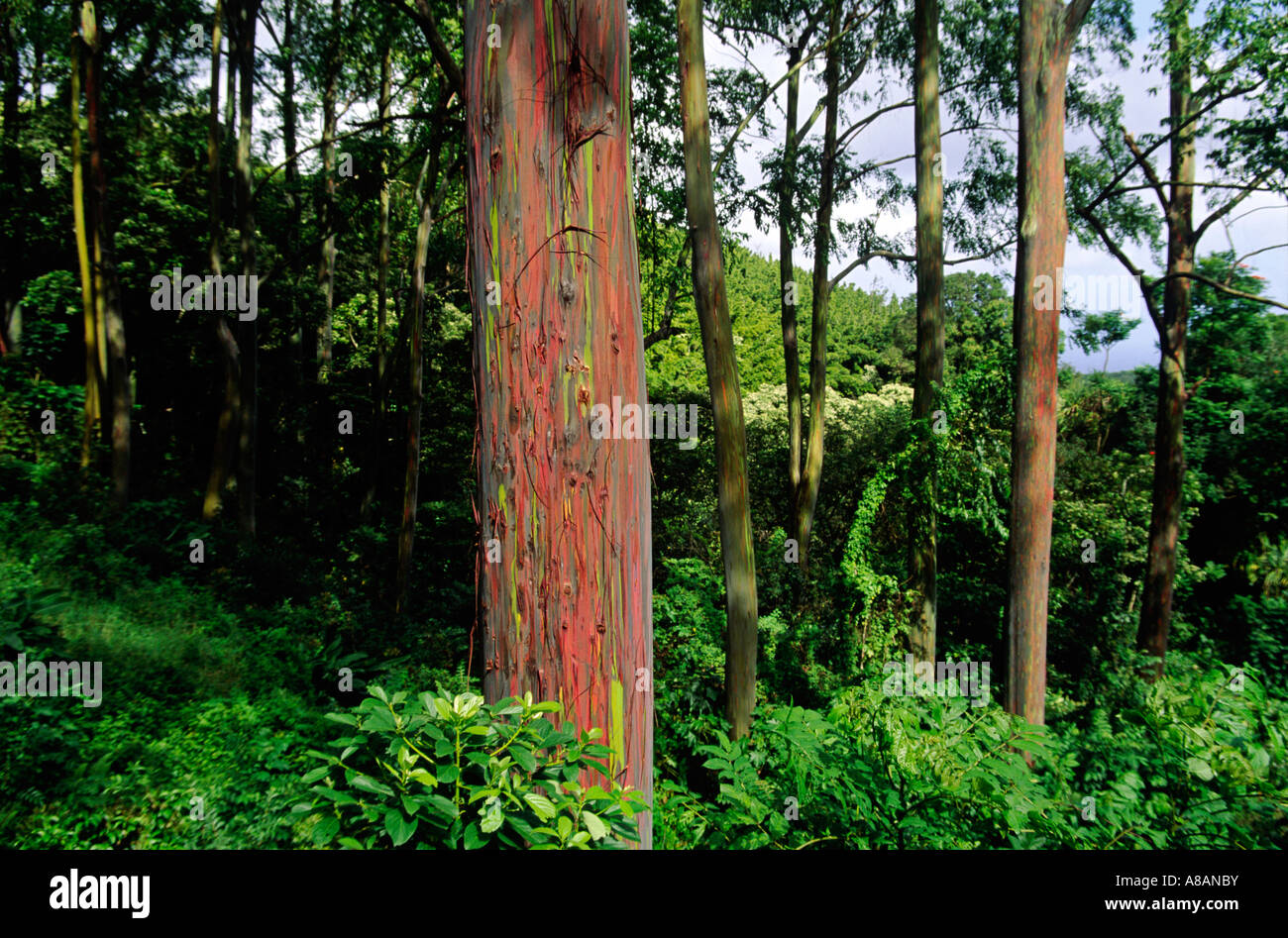 The green red bark of the PAINTED EUCALYPTUS TREES Eucalyptus deglupta