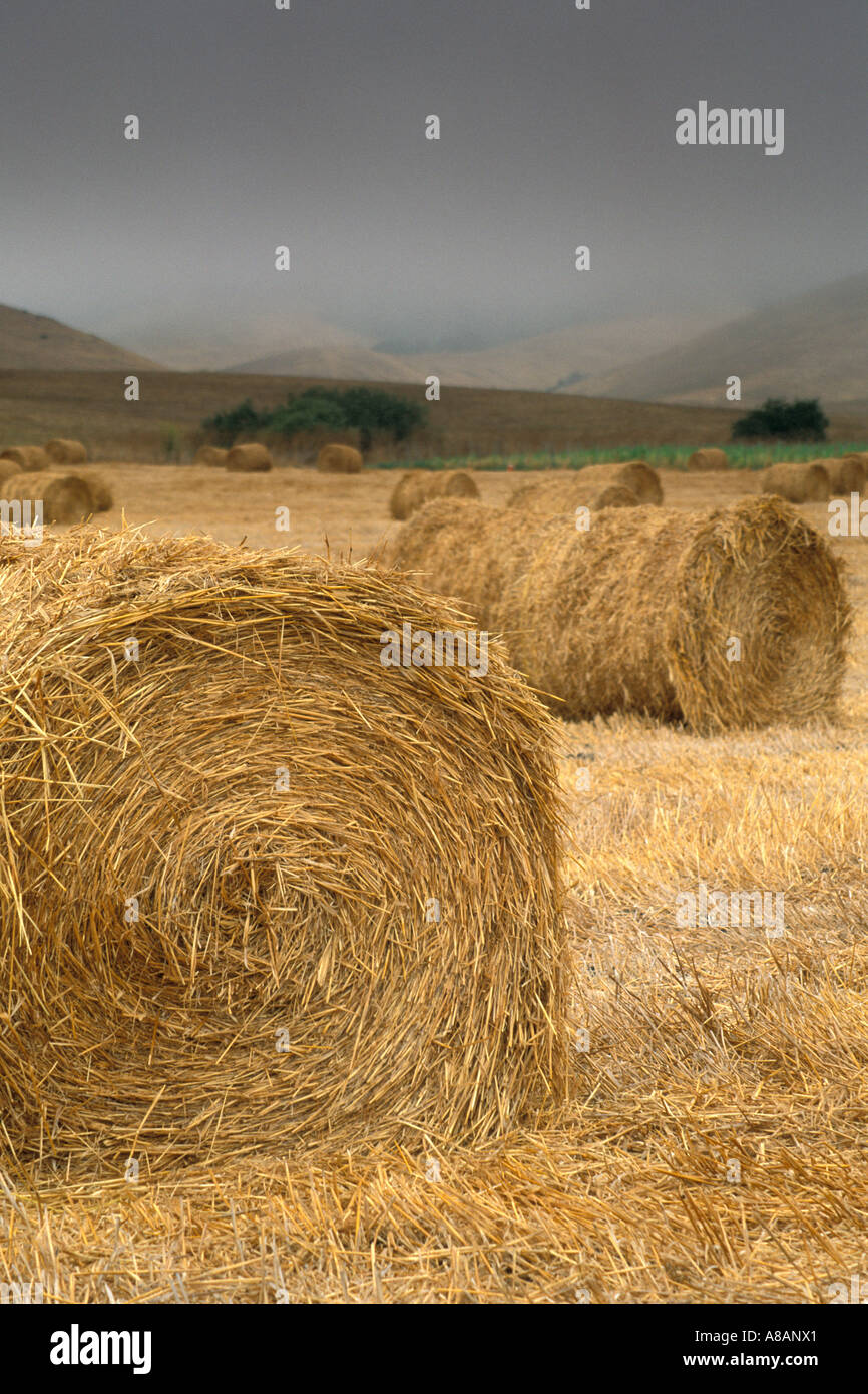 Rolled hay bale rolls in plowed cut field farm pasture near Cambria San ...