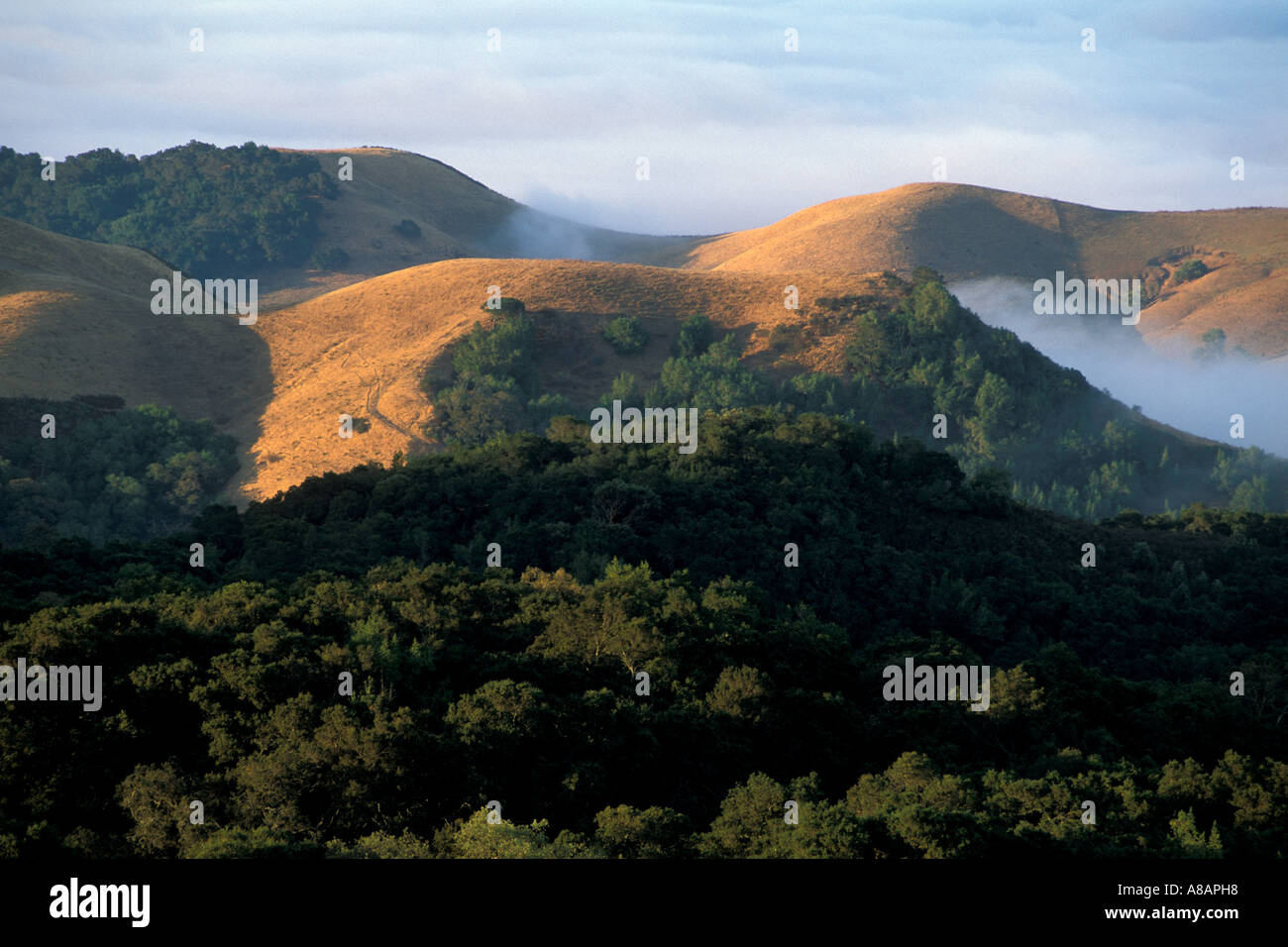 Rolling hills golden grass oak hi-res stock photography and images - Alamy
