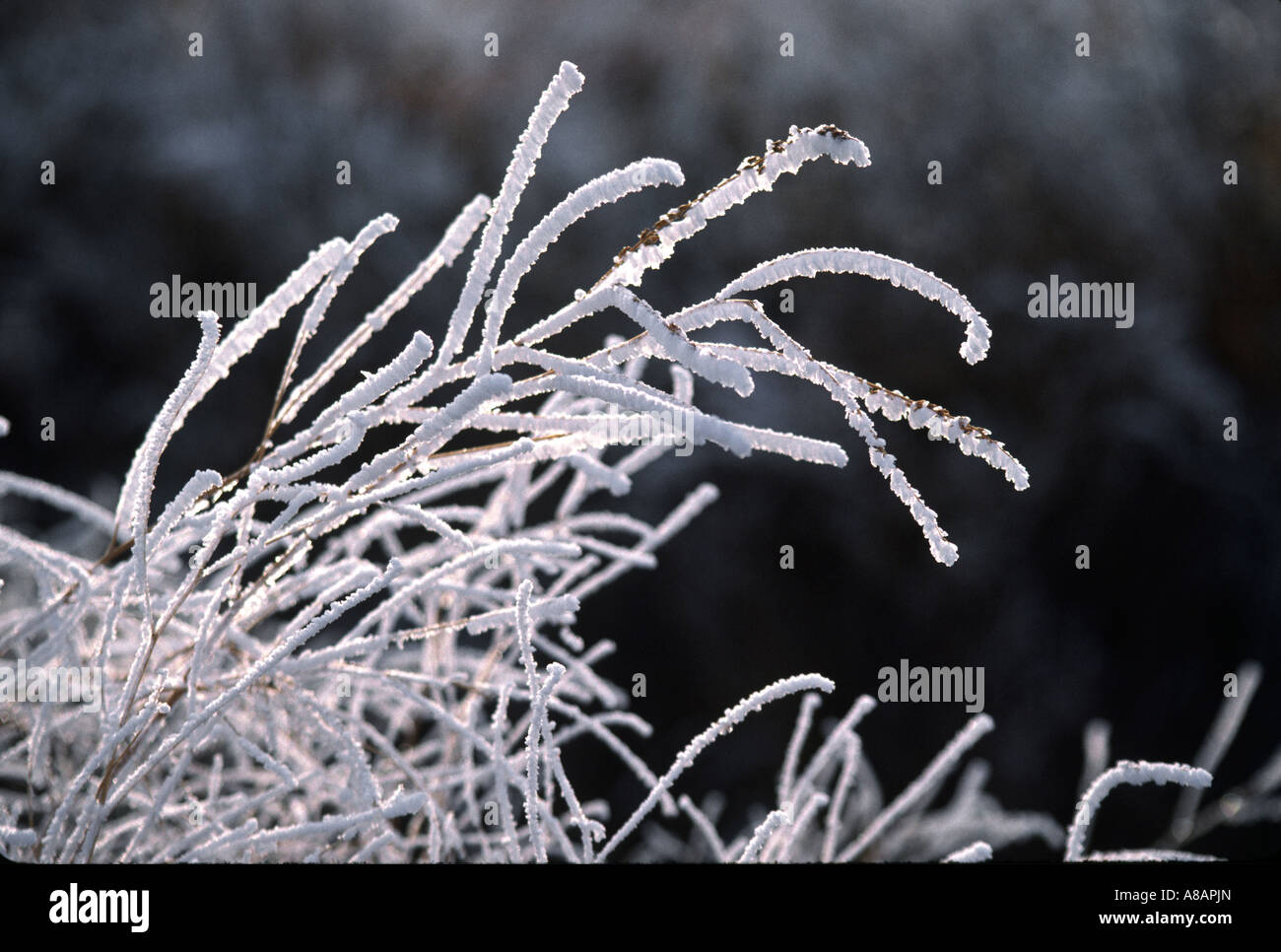 JACK FROST has been busy turning this brush into a Winter display CENTRAL OREGON Stock Photo