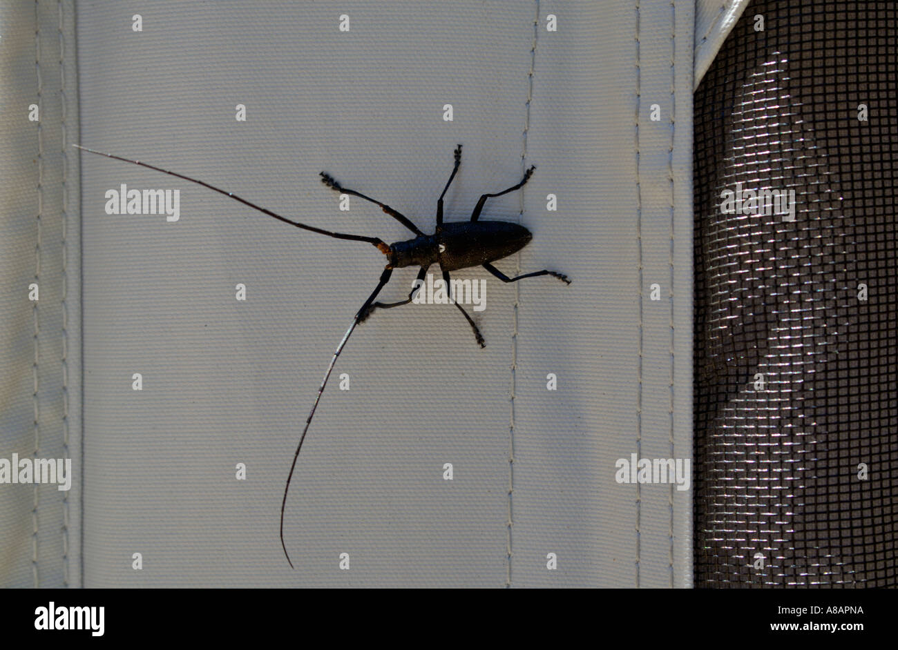 Long horned wood boring beetle on camper at Dorst Creek Campground