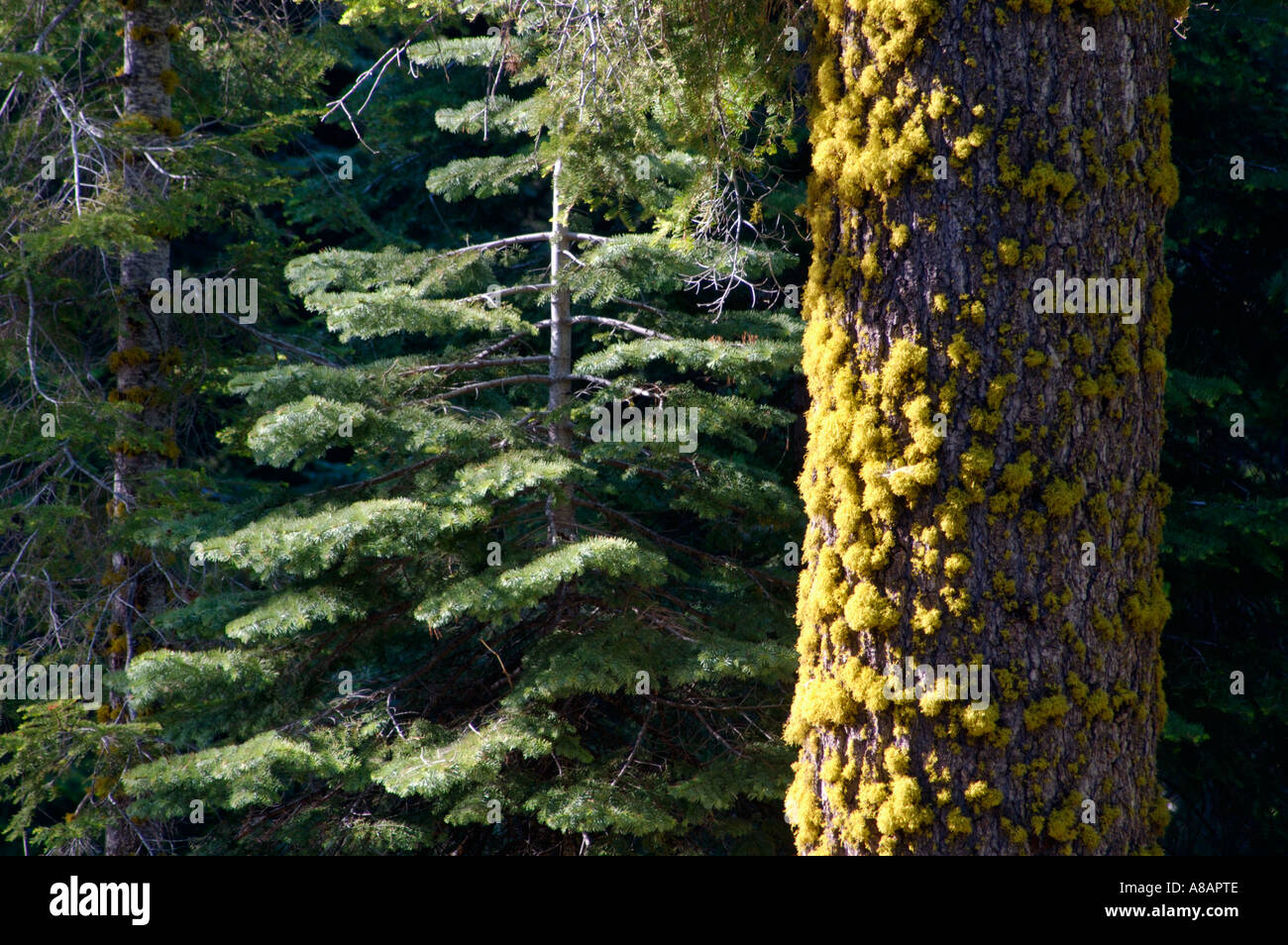 Mixed Conifer Forest along the Congress Trail Giant Forest Sequoia NP