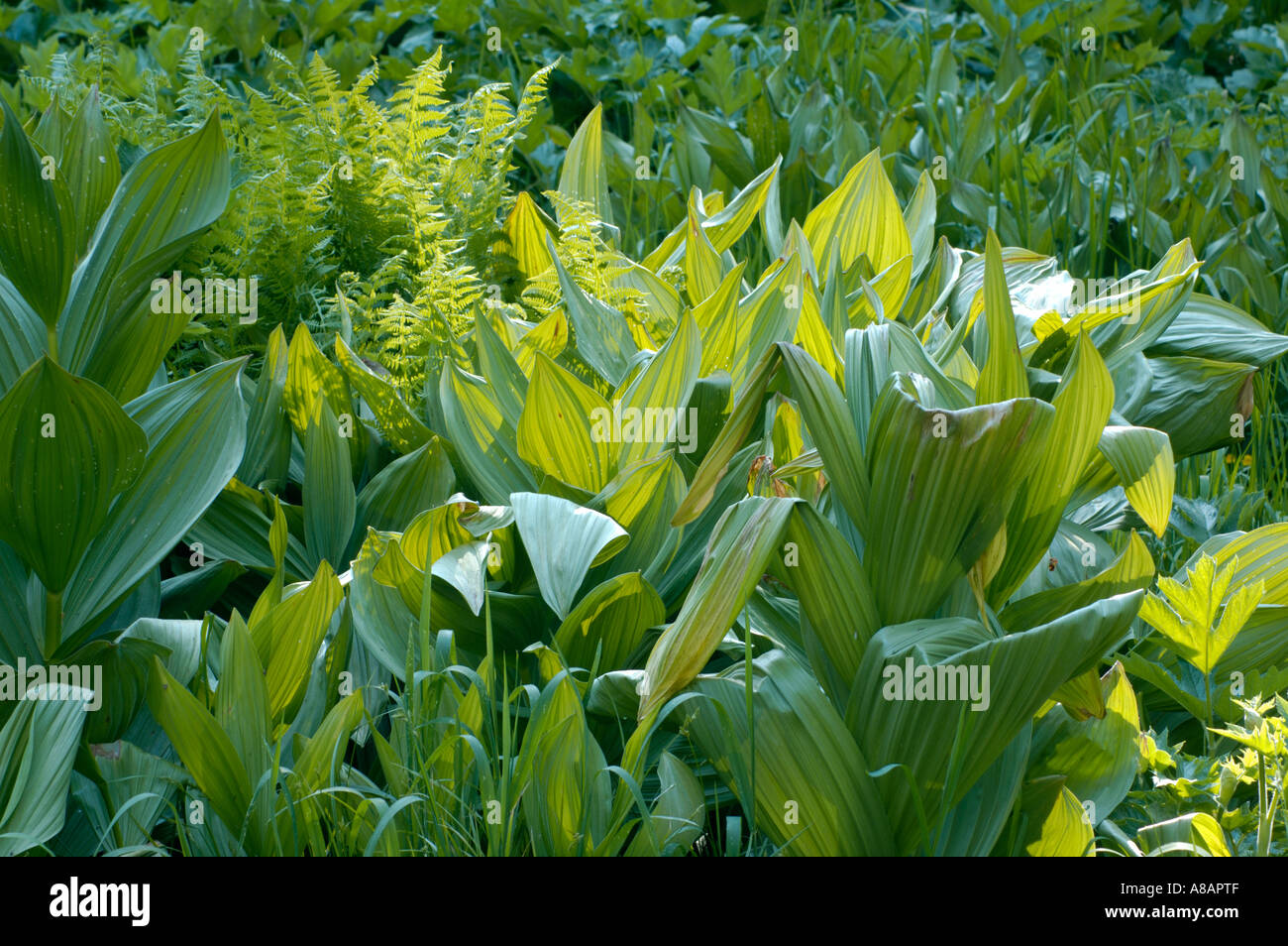 Sequoia wildflower hires stock photography and images Alamy