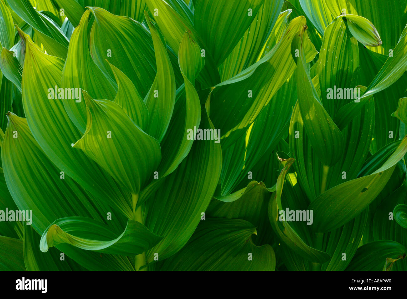 Green Corn Lily plant in meadow near Dorst Creek Sequoia National Park