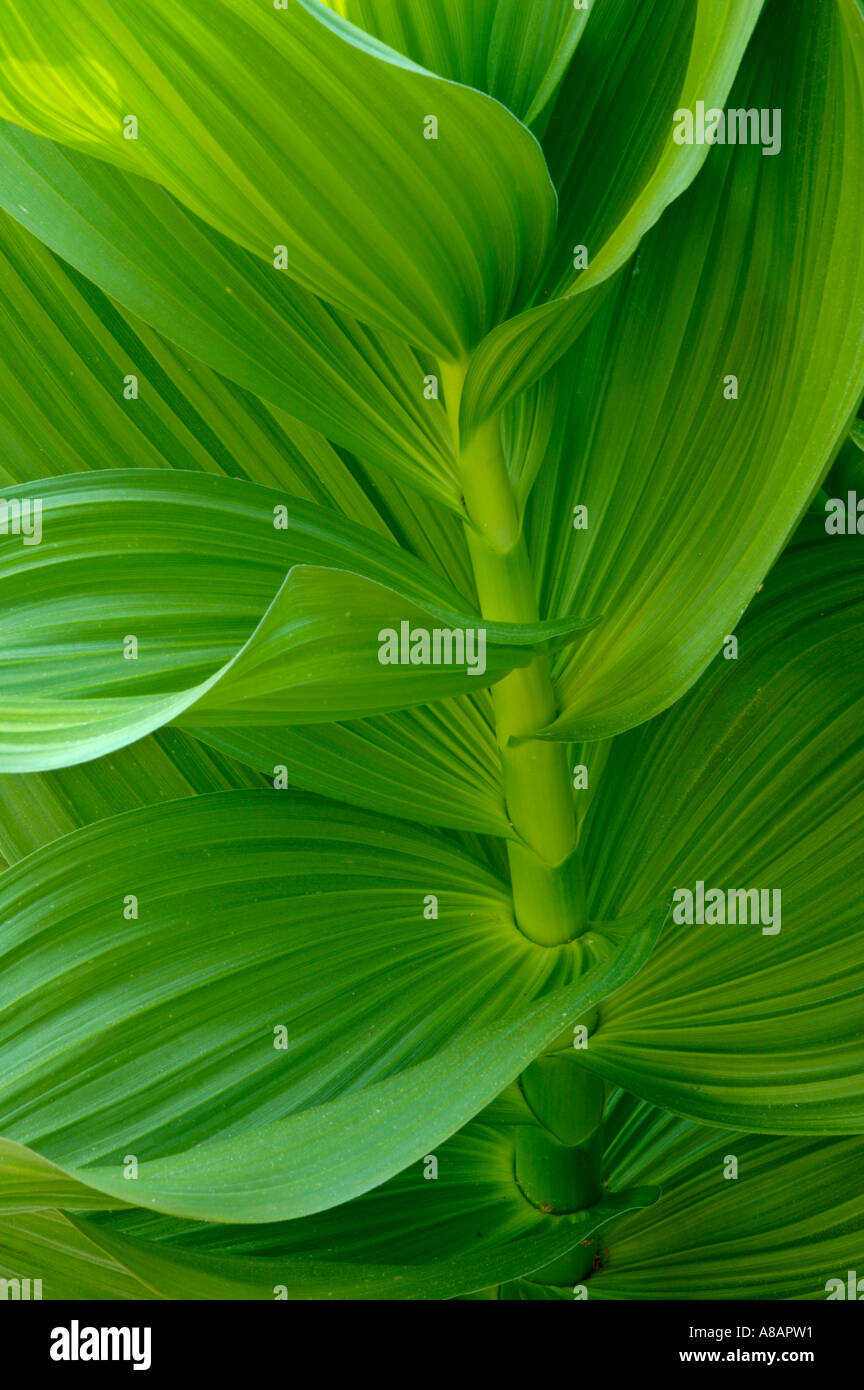 Green Corn Lily plant leaf detail in meadow near Dorst Creek Sequoia National Park California