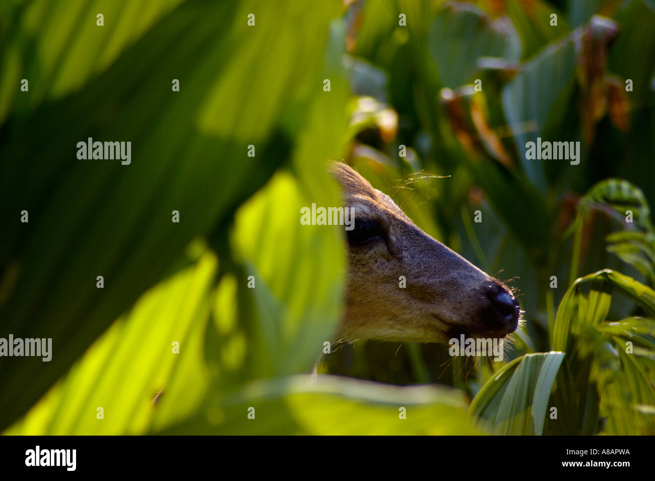 Female Doe Mule Deer Odocoileus hemionus hiding in meadow plants Dorst Creek Sequoia National Park California Stock Photo