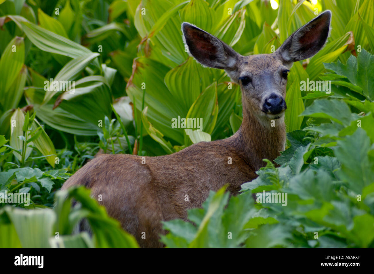 Female Doe Mule Deer Odocoileus hemionus hiding in meadow plants Dorst Creek Sequoia National Park California Stock Photo