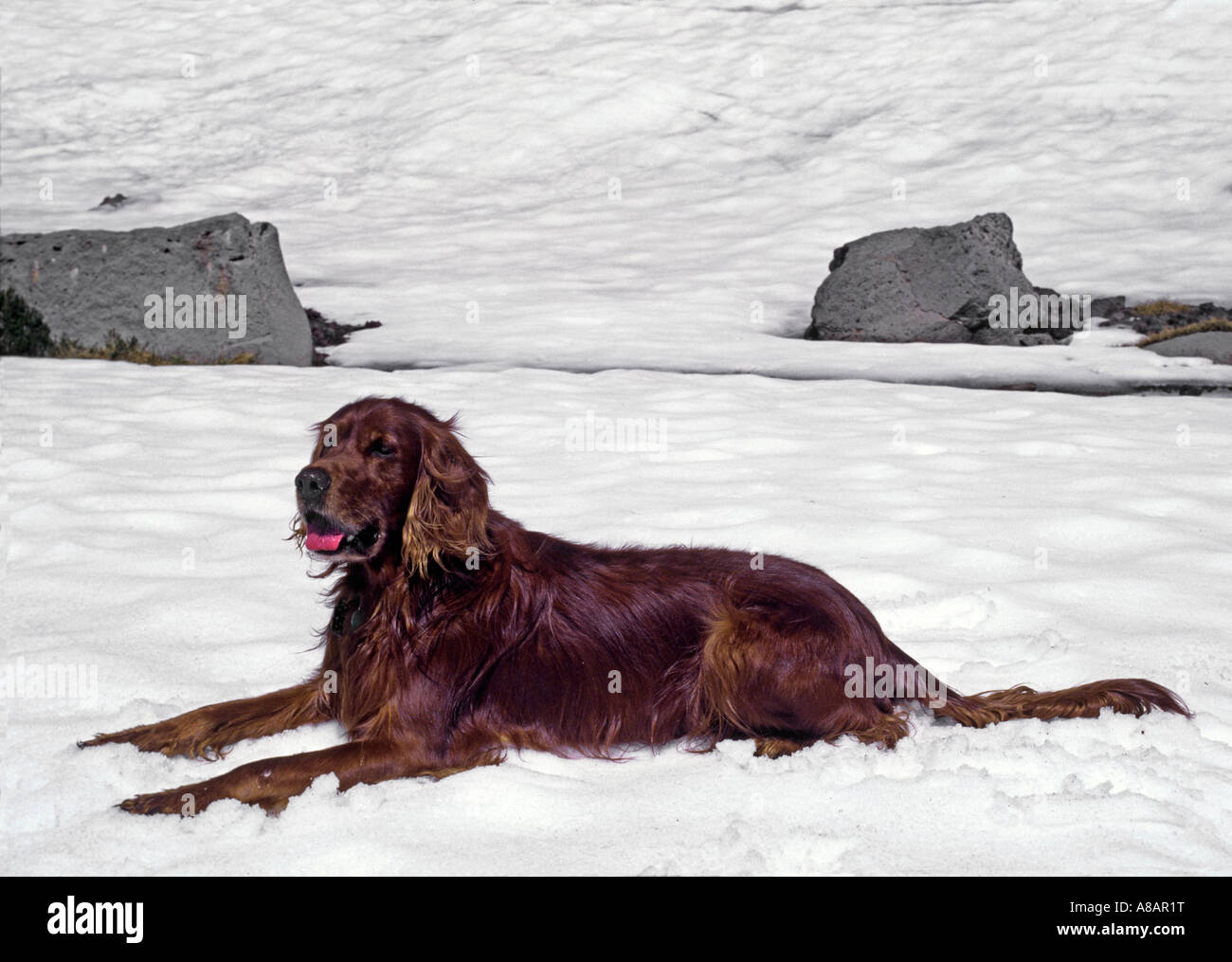 Drokpa our Irish Setter cools his heels in snow patches in the Cascades OREGON Stock Photo